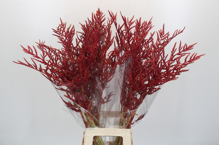 <h4>Bromelia Red Paloma</h4>