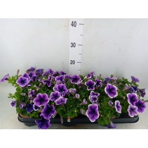 Petunia  'Famous Lavender'