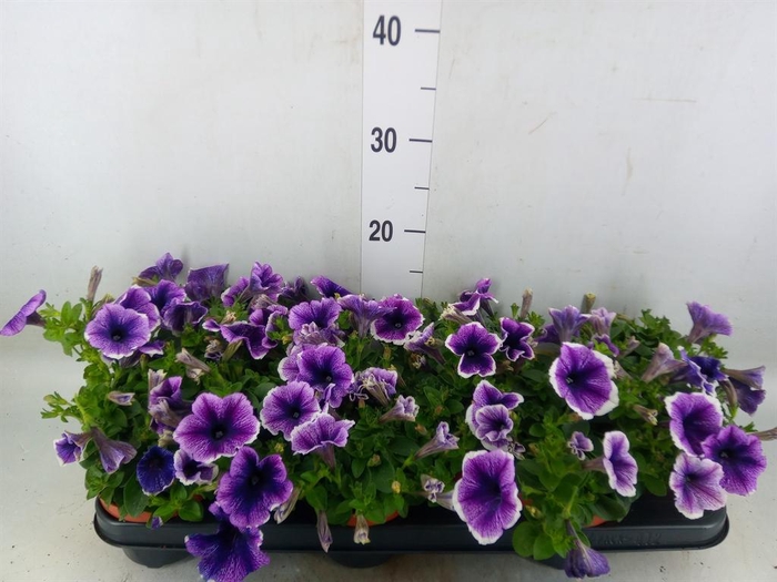 <h4>Petunia  'Famous Lavender'</h4>