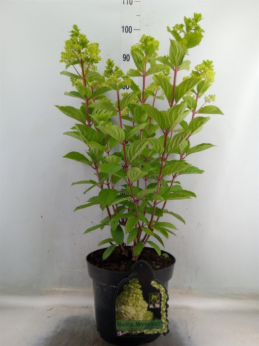 <h4>Hydrangea pan. 'Magical Moonligh'</h4>