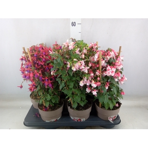 Fuchsia   ...mix