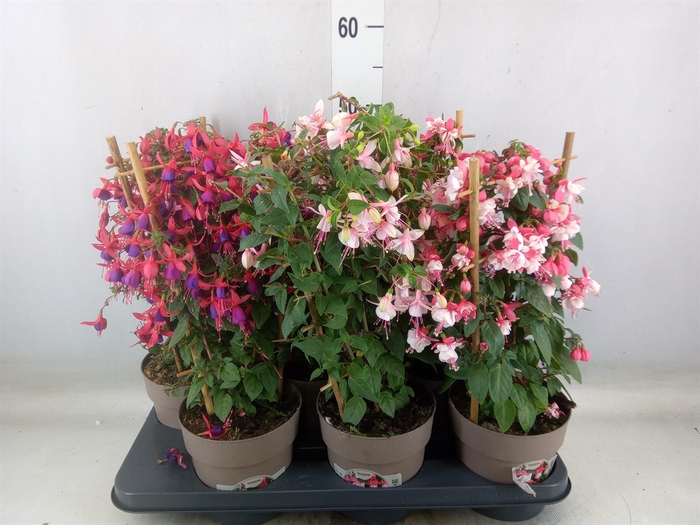 <h4>Fuchsia   ...mix</h4>