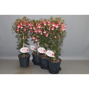 FUCHSIA OV