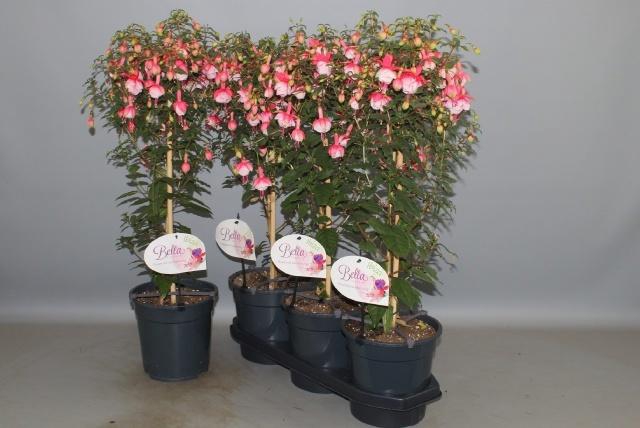 <h4>FUCHSIA OV</h4>
