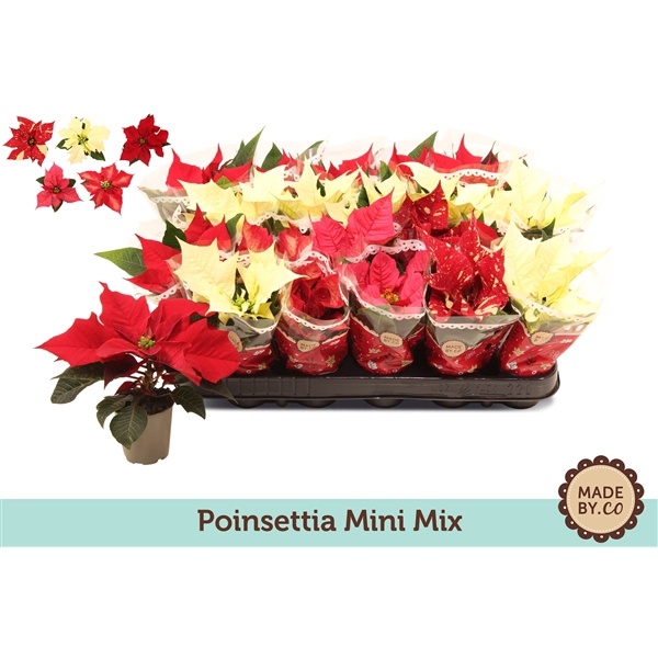 <h4>Euphorbia pulcherrima gemengd</h4>