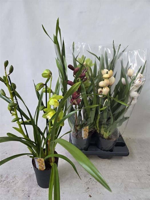 <h4>Cymbidium Gem 2 Tak</h4>