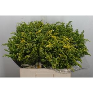 Solidago  'Carzan Glory'