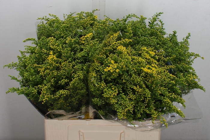 <h4>Solidago  'Carzan Glory'</h4>