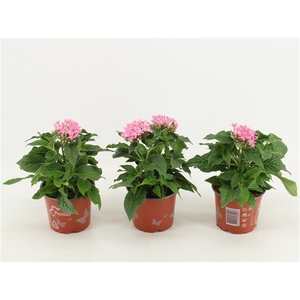 Pentas Graffiti Pink