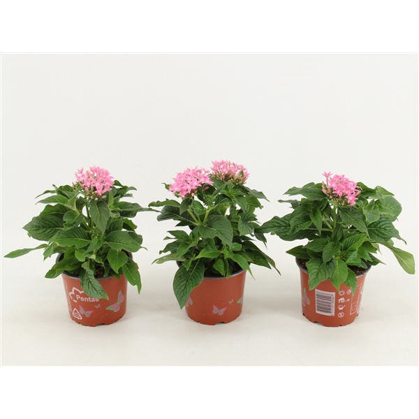 <h4>Pentas Graffiti Pink</h4>