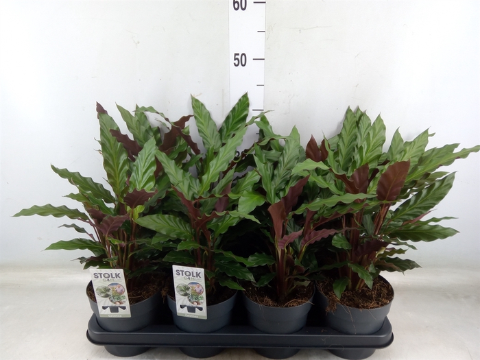 <h4>Calathea rufibarba</h4>