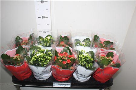 <h4>Kal Ge Gem 2 Kl</h4>