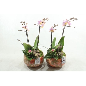 C099 SOPHIA FESTIVAL PINK