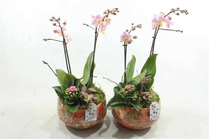 <h4>C099 SOPHIA FESTIVAL PINK</h4>