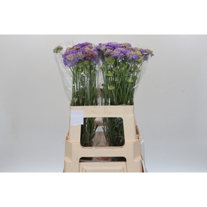 Scabiosa Scoop Lavender