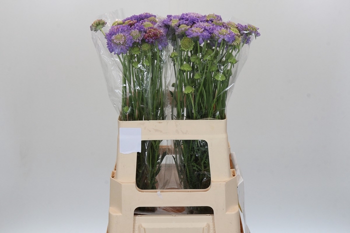 <h4>Scabiosa Scoop Lavender</h4>