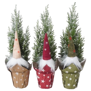 PTK25120 Ellwoodii met sneeuw in papieren potcover mix met decoratie