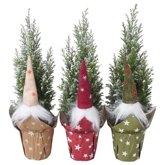 <h4>PTK25120 Ellwoodii met sneeuw in papieren potcover mix met decoratie</h4>