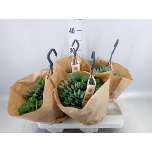 Crassula   ...