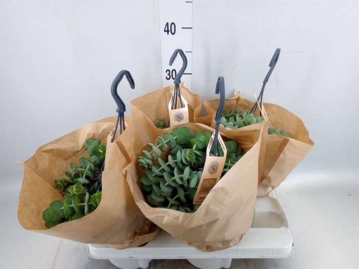 <h4>Crassula   ...</h4>