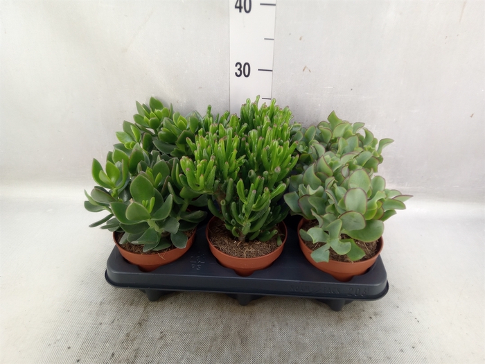 Crassula   ...mix