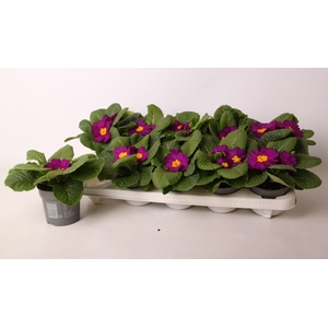 Primula ac. 'Salome Violet'