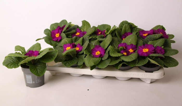 <h4>Primula ac. 'Salome Violet'</h4>