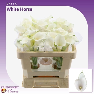 ZANT WHITEHORSE