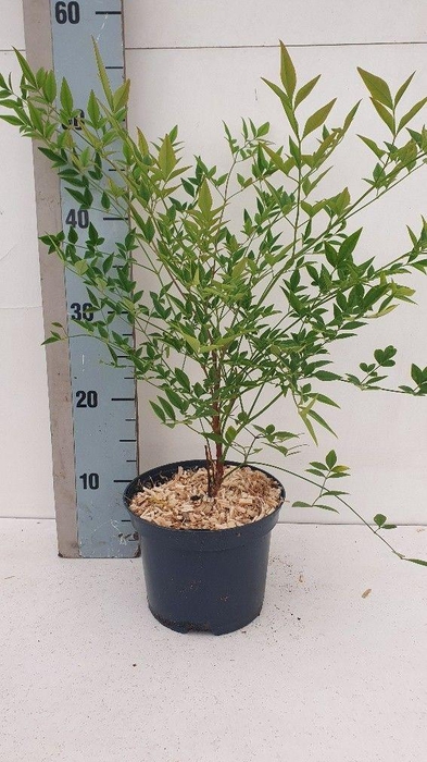 <h4>Nandina domestica 'Richmond'</h4>