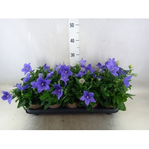 Platycodon grand. 'Astra Blue'