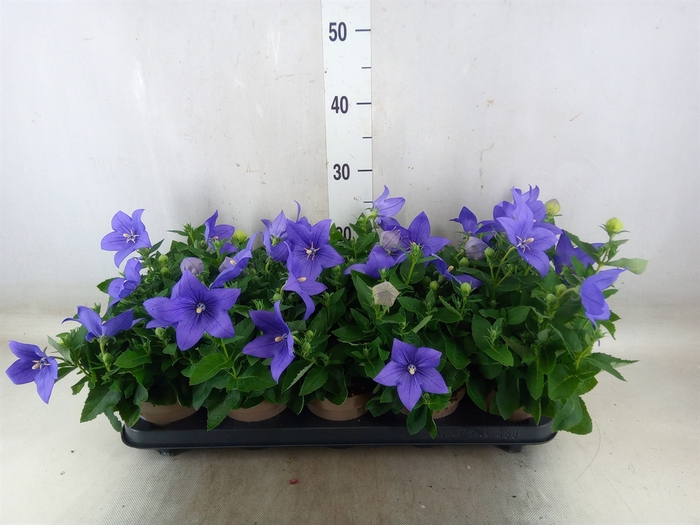 <h4>Platycodon grand. 'Astra Blue'</h4>