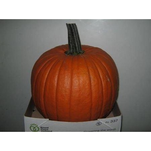 CUCURBITA PEPO