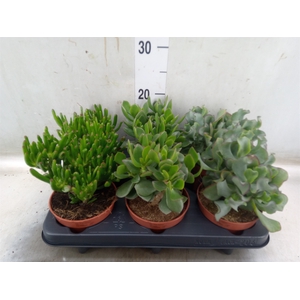 Crassula   ...mix