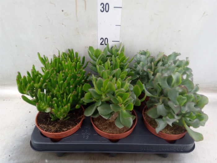 <h4>Crassula   ...mix</h4>