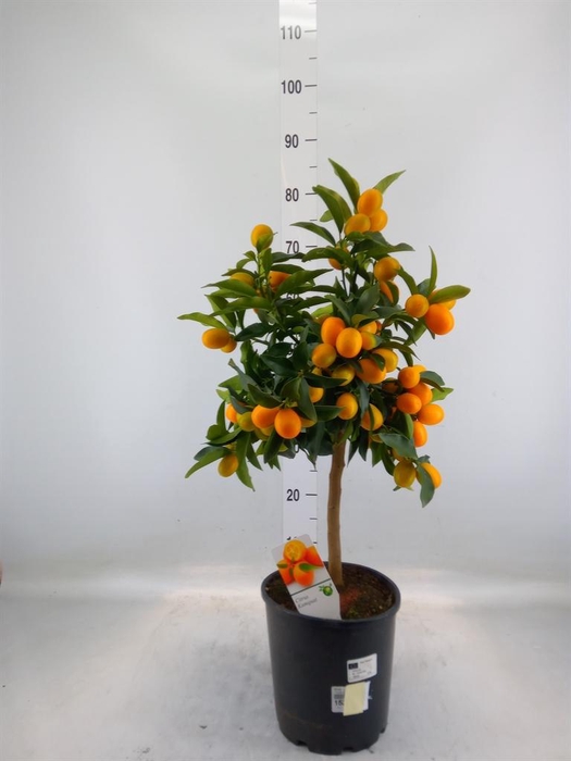 <h4>Citrus   ...</h4>