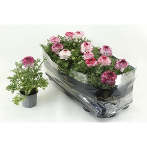 RANUN EXTRA PINK BICOLOR