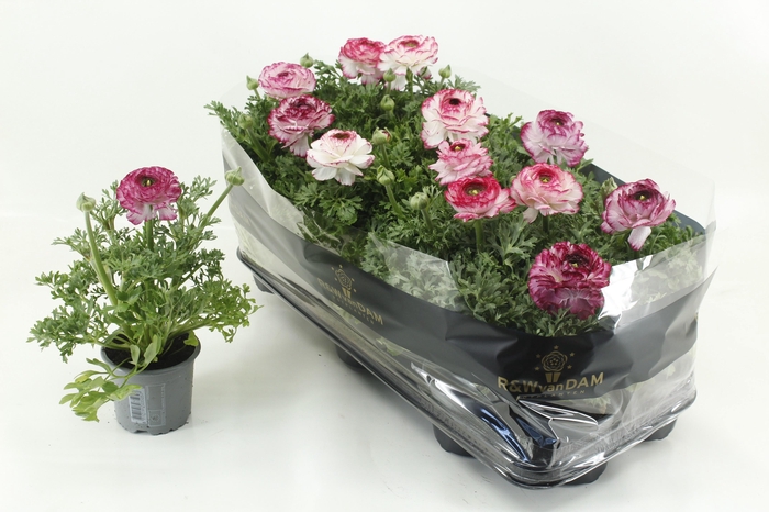 <h4>RANUN EXTRA PINK BICOLOR</h4>