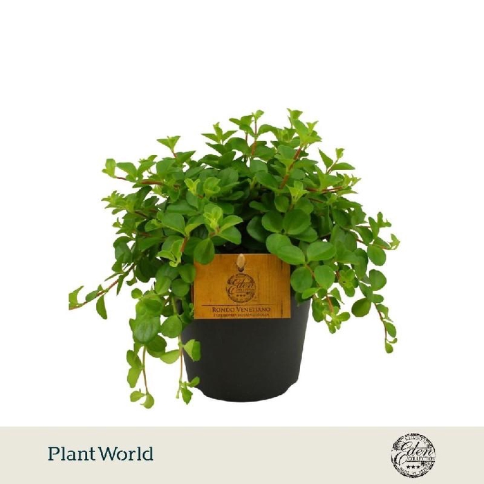 <h4>Peperomia Rotundifolia Rondo Venetiano</h4>
