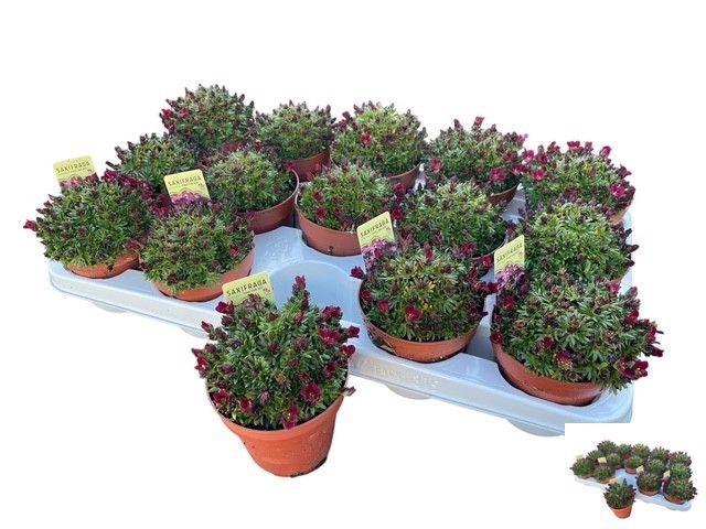 <h4>SAXIF PIXIE</h4>