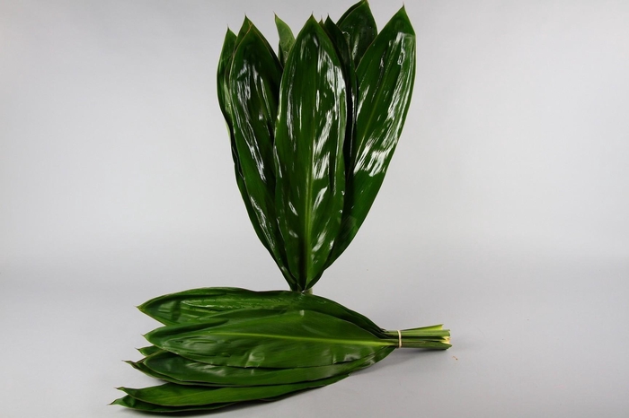 <h4>Cordyline Green Tie Creative Colours</h4>