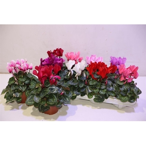 arr8 Cycl Md Sup Macro