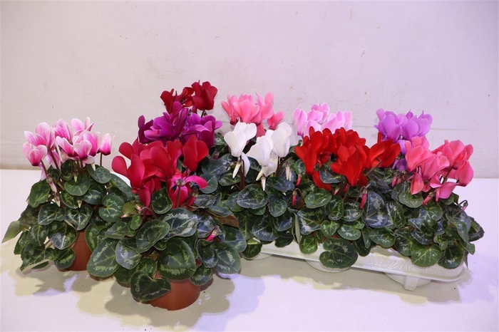 <h4>arr8 Cycl Md Sup Macro</h4>