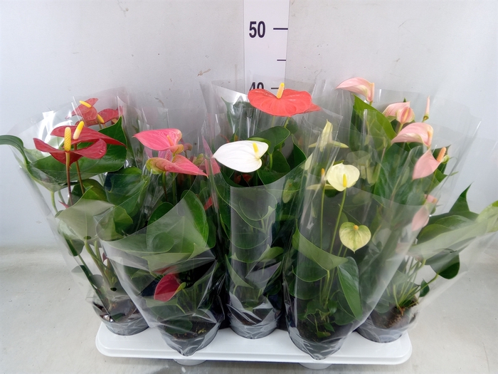 <h4>Anthurium   ...mix</h4>