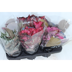 BEGONIA BELEAF P15 PO
