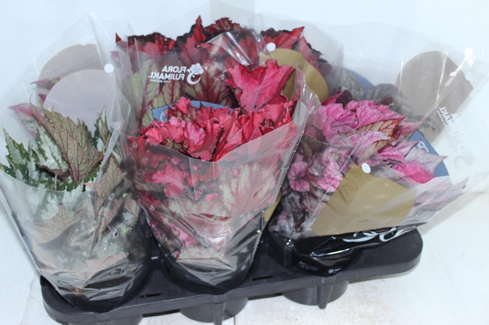 <h4>BEGONIA BELEAF P15 PO</h4>