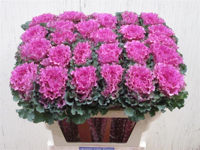 <h4>Brassica First Lady</h4>