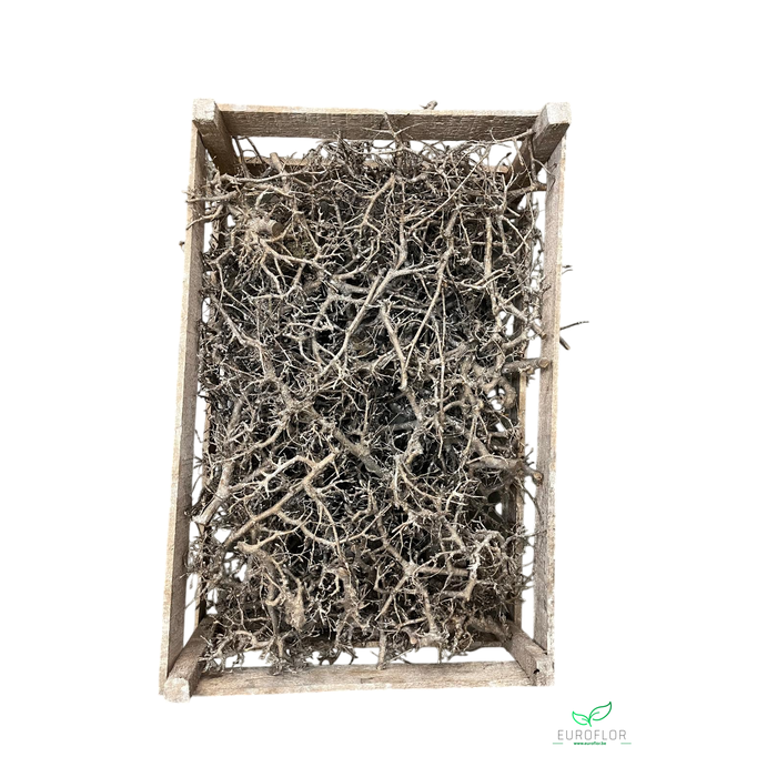 <h4>BONSAI CHAMPAGNE 100PCS</h4>