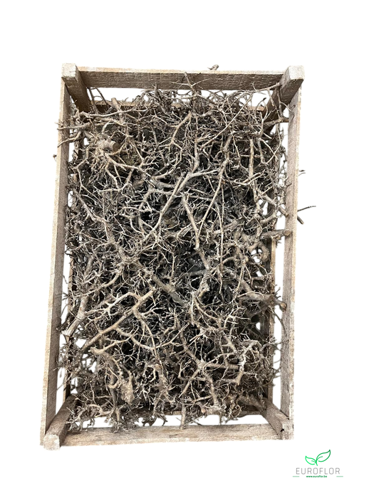 BONSAI CHAMPAGNE 100PCS