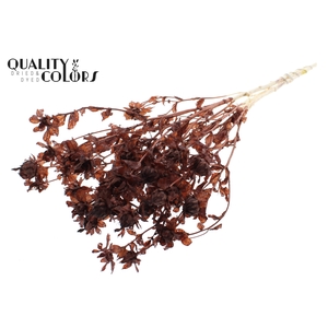Carthamus per bunch Intense Brown