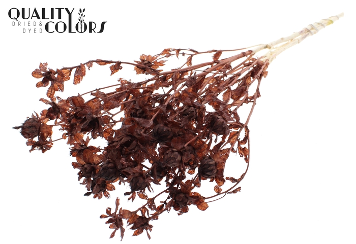 <h4>Carthamus per bunch Intense Brown</h4>